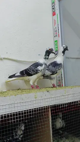 #güvercin #gaziantep ##kesfet #gaziantepprovince 