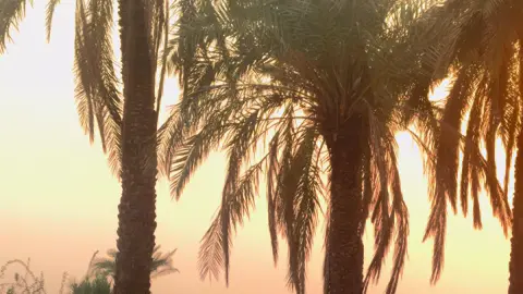 عفتني بعِلتي ونوحَي || باسمَ الكربلائي 🤎😔 . .. .. ..  #شعب_الصيني_ماله_حل😂😂 #تصويري_احترافي_الاجواء👌🏻🕊😴 #npr1🌚 