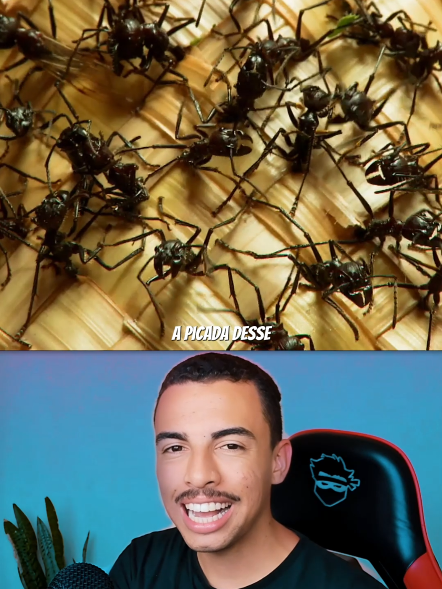 o ritual pra se tornar HOMEM de verdade Na tribo Sateré-Mawé, na Amazônia, jovens passam por um dos ritos de passagem de iniciação mais intensos do mundo — com a famosa luva tucandeira  feita com palha, cipó e formigas-bala. #curiosidades #brasil  #amazonia #história 