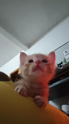 So cute #cutecat #pet #kucing #kitty #funny 