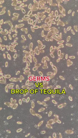 #ConSantanderConecto #germs #tequila #experiment #interesting 