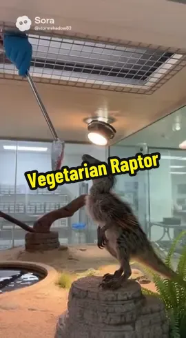 Raptor eating fish #dinosaur #scienceexperiments #raptor #foryoupage #fyp 