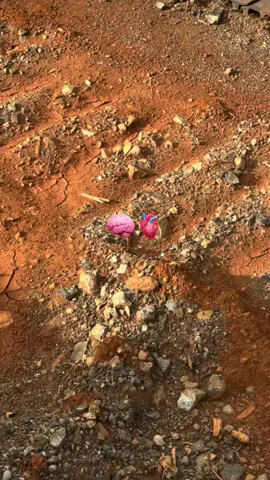 semoga tahun depan jauh lebih baik#fyp #mamalagroup #storytambang 