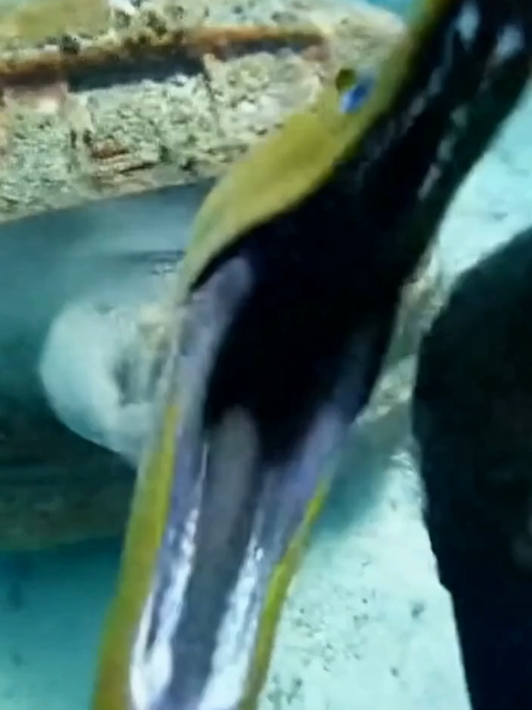 car suprise for you... #scary #scubadiving #underwater #shark 