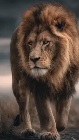 saat ini sedang menerima takdir ....dn menjalani nya ...apapun yg terjadi Leo GK pernah mengingkari apa yg  janjikan  #leo #zodiakleo #zodiaktiktok #zodiakcheck 