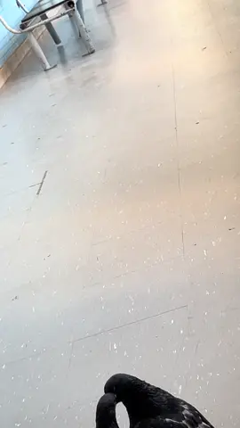 Infiel  #palomas #infiel #ips #drama 