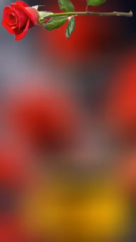 #صباح_الخير #صباح_السعادة_لقلوبڪم_الطّيّبــۃ🌸💞 #CapCut 