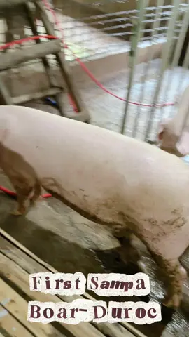 First sampa 🐷🐽 #piggerybusiness #hograising 