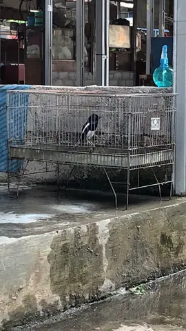 Masih meraba dan semoga tetap konsisten KC Feva 🥉 #kacermaniaindonesia #kacermaniayogyakarta #kacermanianusantara #fyppppppppppppppppppppppp 