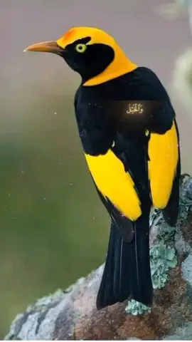 #CapCut #LIVEIncentiveProgram #LIVEFEST2025 #MakeLIVECount #PaidPartnership 