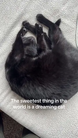 what do you think she’s dreaming about? #cats #blackcatsoftiktok #kittensoftiktok 
