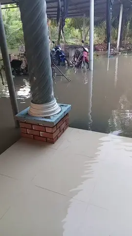 nước lũ dân cao xong luôn rồi #71bentre_xinchao🌴 