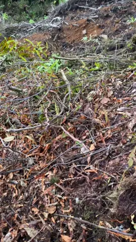 06 Desember 2025 @Mt Nirwana 1681 Mdpl #gunungpesawaran#puncaknirwana#lantana#pendakifomo#fyppppppppppppppppppppppp 