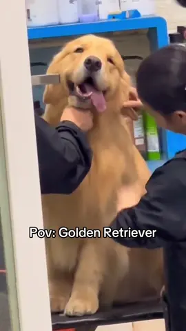 Golden Retriever 😂❤️ #goldenretriever #golden #goldenretrieverlife #dogsoftiktok #goldenretrieverpuppy 