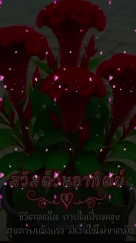 #สุขสันต์วันอาทิตย์ค่ะ🌹🌹 #เทรนด์วันนี้ #คลิปวีดีโอยาว 