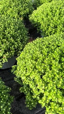 mâm xôi hàn quốc tết tây 50cm #hoatet2026 #cucmamxoitet #maaaxmoihan2026 