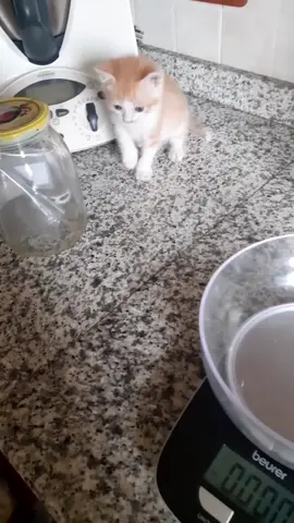 E voi lo avete un micio che si pesa da solo?😻😂