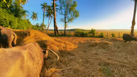 😘🍃🌾#ទេសភាពស្រុកស្រែ🌄🏜️🌱🌼🌾🐟 