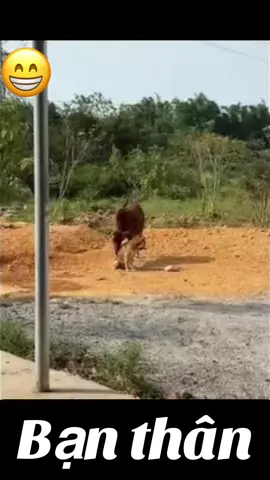 Con bạn thân nhất xóm 🥶#xuhuongtiktok #viralvideo 