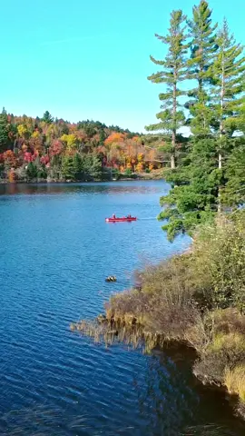 Lake of two river #nature #relaxing #algonquinpark #viral #canada 
