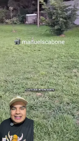 El Quique y el tero #AprendeEnTikTok 