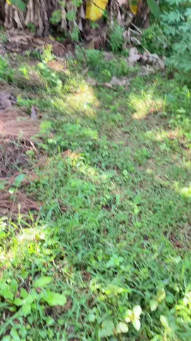 test hd#1080p60fps #iphone11 #video #fyp 