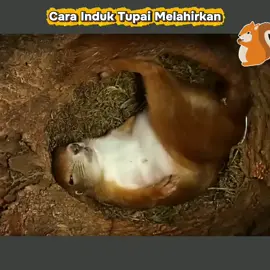Cara Induk Tupai Melahirkan