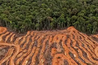 Hutan menghilang, Tanah pun gundul, bencana pun datang. stop pembalakan liar!! #sawit #ilegal #bencanaalam #indonesia #banjir 