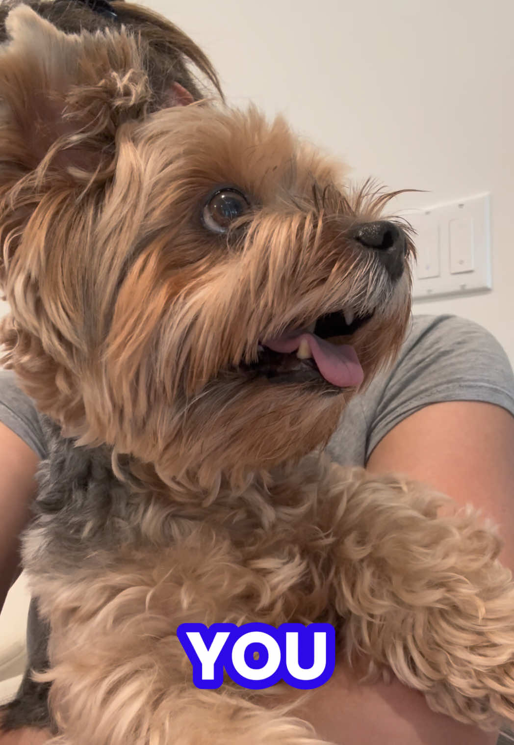 When you say what he loves #walkies #walk #yorkiesoftiktok #yorkie #dogsoftiktok 