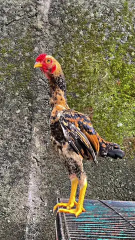 Ayam jelek kena efek #capcut #koshamo #ayamhias #fyp 