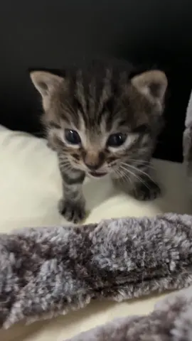 How am I supposed to resist this little face part 2 #fyp #catsoftiktok #kitten #cutecat #tinycat 