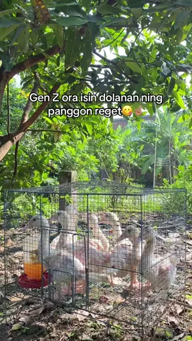 mandi + berjemur😍 #fypp #foryoupage❤️❤️ #ternakentokjumbo 