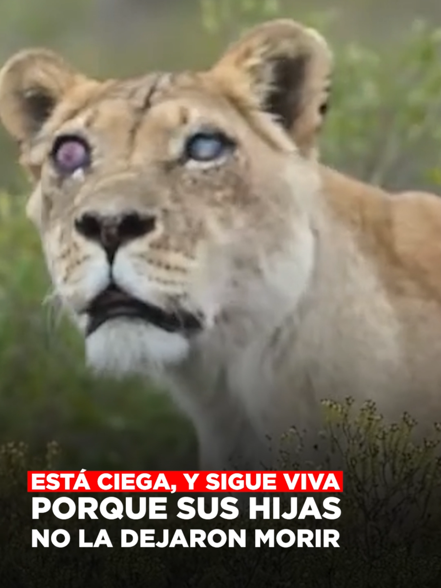 Está ciega, y sigue viva porque sus hijas no la dejaron morir | @krystianvazquez