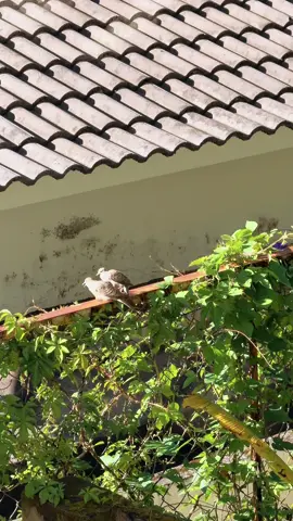 Một ngày nắng lên trong vắng.  Em vô tình quay được thước phim ngoài hiên nhà. Thước phim đẹp đến nỗi em không nỡ edit, không nỡ tắt tiếng khi quyết định post lên Tiktok của mình.  Trong một thoáng, em thấy tim mình như đứng lại, ở ngay giây phút đẹp đẽ đó. Cái đẹp đẽ có đôi có cặp, âu yếm không hề che giấu, mà cũng chẳng phô trương.  Bất giác em mỉm cười vì bản thân mình. Anh nói xem, chim trời ngoài kia vì lẽ gì hạnh phúc đến vậy? Còn chúng ta, vì lẽ gì cô độc giữa nhân gian?