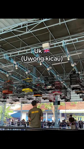 #burungberkicau #kicaumania 