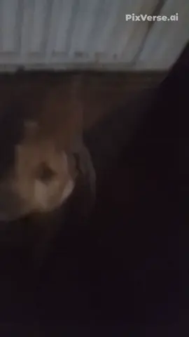 caramelo virou jack 👺🤟🏻 #trend #mulherdepreso🔓🕊👫💍 #viral #fyp #foryou 