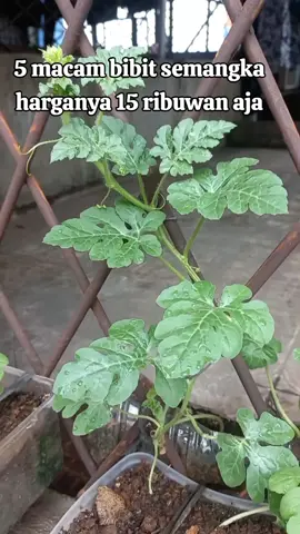 BENIH SEMANGKA 5 MACAM HARAGA NYA 15 RIBUWAN AJA #BENIH #SEMANGKA #BERKUALITAS .