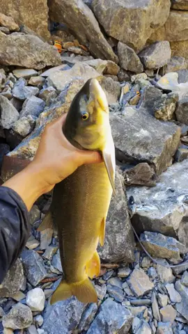 #fish #fishing #netfishing #foryou #foryoupage 