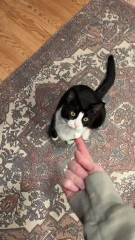 Shhhh don’t tell dad!!!  #fyp #catsoftiktok 