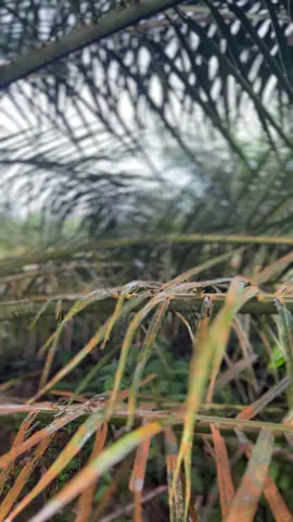 Tetap tampil apa adanya #fyppppppppppppppppppppppp #petaniindonesia🇮🇩🇮🇩🇮🇩🌿🌿 #trend #sawitbalap #sawitontiktok 