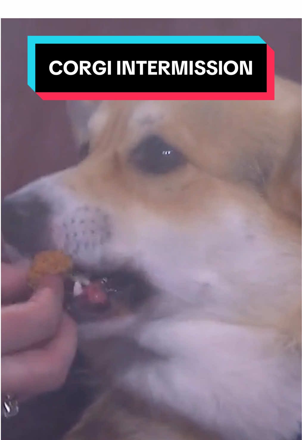 everyone knows the rules, intermission is snack time 🤗 #NHL #blooper #hockey #sports #corgisoftiktok 