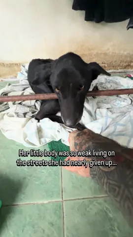 We are full with dogs at the moment but sometimes when you see a picture you just have to act. This girl was sent to us on Thursday night and myself and Earth managed to bring her in. She is a community dog who has among locals for years but with her healthy failing they had no idea what to do. They speculated it might be chicken bones or something stuck. We got her into Tina’s hospital just in time and she has been on a drip and getting intensive care.  Her eyes already look more full of life and with a bandana and a name (Luna) she has some dignity and hope again. We have to be very careful and very slow given how serious her case is. Fingers crossed for this gorgeous girl.