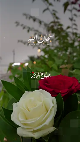 سبحان الله، والحمد لله، ولا إله إلا الله، والله أكبر ولاحول ولا قوة إلَاّ بالله العلي العظيم #سبحان_الله #oops_alhamdulelah #صباح_الخير 