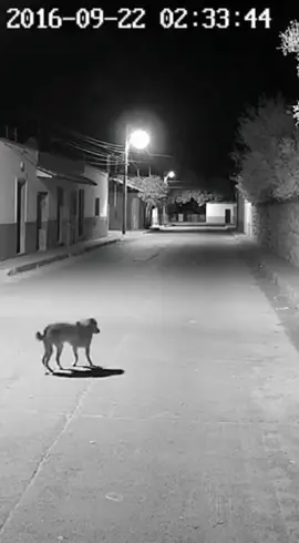 👀 #dog #skinwalker #nahual #paranormal #horror 