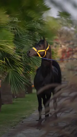 #hsn_tiwana #foryou #trending #horse #fyp 