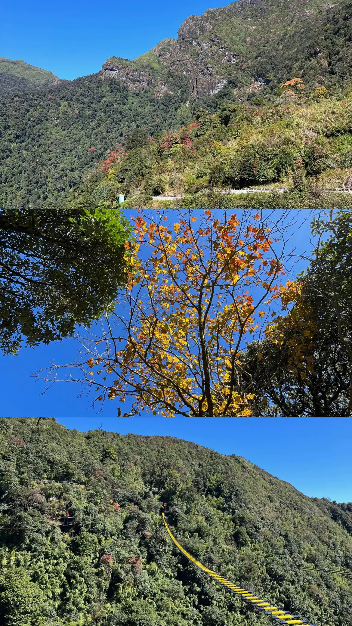 Lá phong vàng, lá phong đỏ đã rực rỡ trên đỉnh núi Tây Bắc #xuhuong #viral #dulichvietnam #laichau #caukinhrongmay 