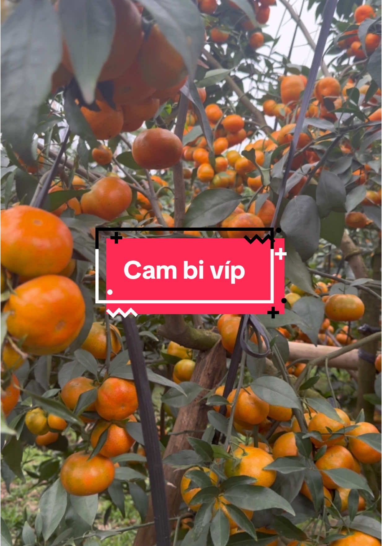 Cam bi lục ngạn 60.000 tại vườn #lucngan #caytrong #nongdan #trending #camcanh🍊 #caycanh #caycomui #mocchau #bacgiang #xuhuong #cam 