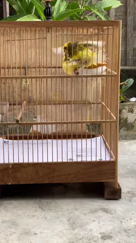 Kebanyakan orang suka dengan hasilnya, tapi tidak dengan prosesnya 🤌 #kenari #kenarimania #ternakkenari #fyp #fypシ 