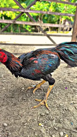 mandi pagi bolo😅 #salamsatuhobi #penghobiayam #pakhoy #ayambangkokindinesia #cupcut 