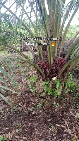 panen sawit Sain1 Calabar  #fyp  #panensawit 